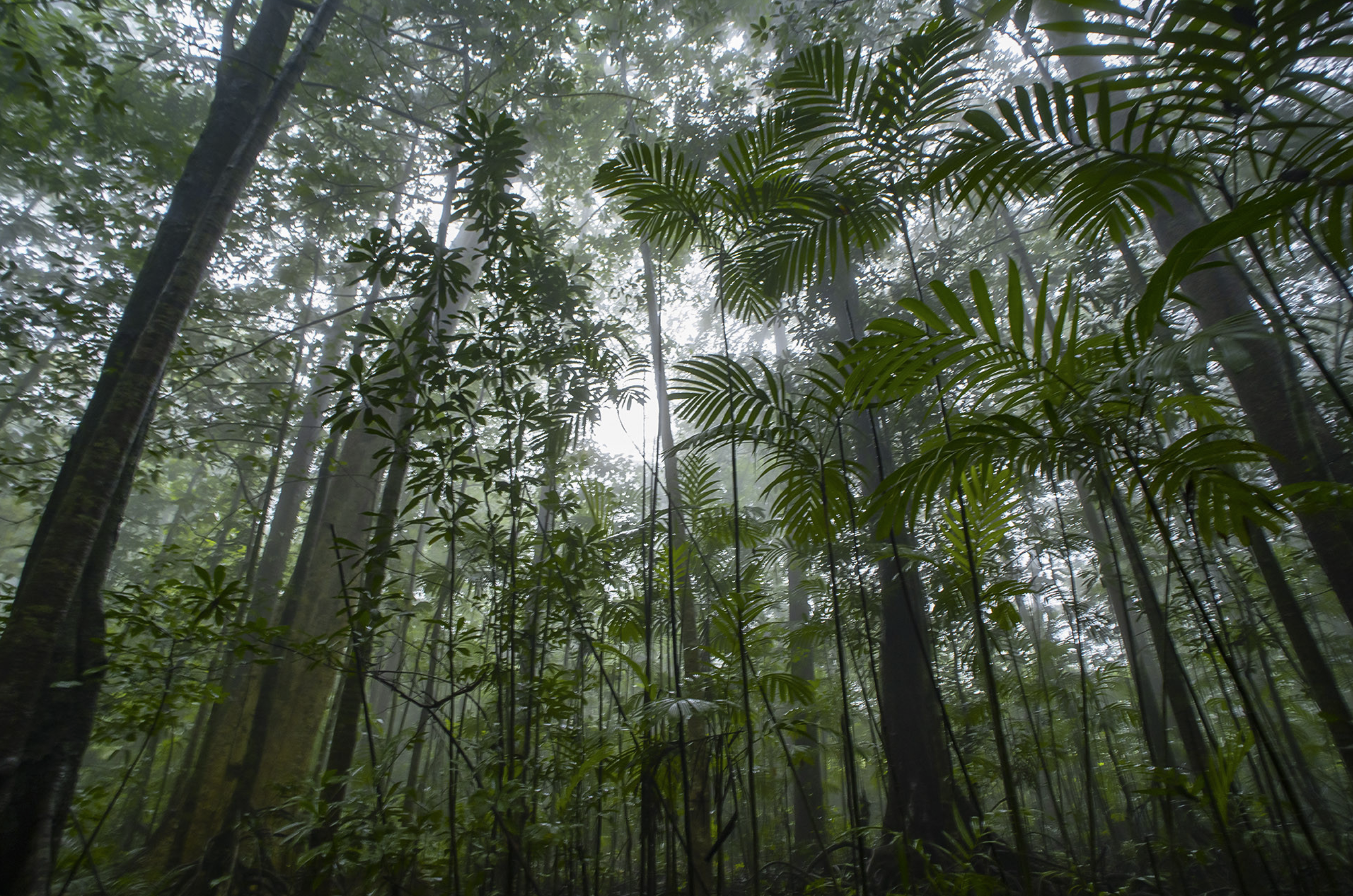 Rainforest canopy seen from below, layered leaves against grey light