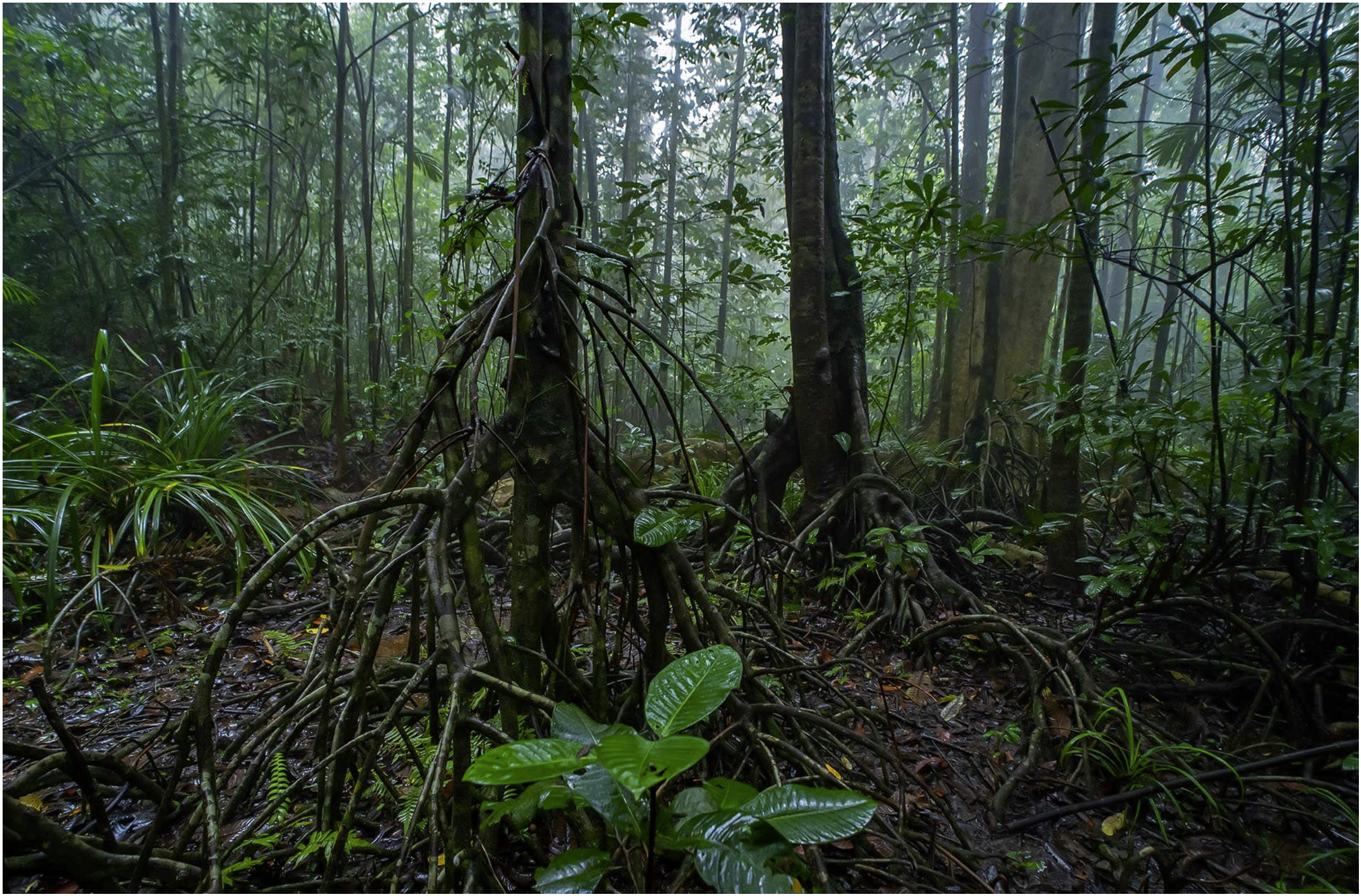 Stilt roots and wet leaf litter on the rainforest floor
