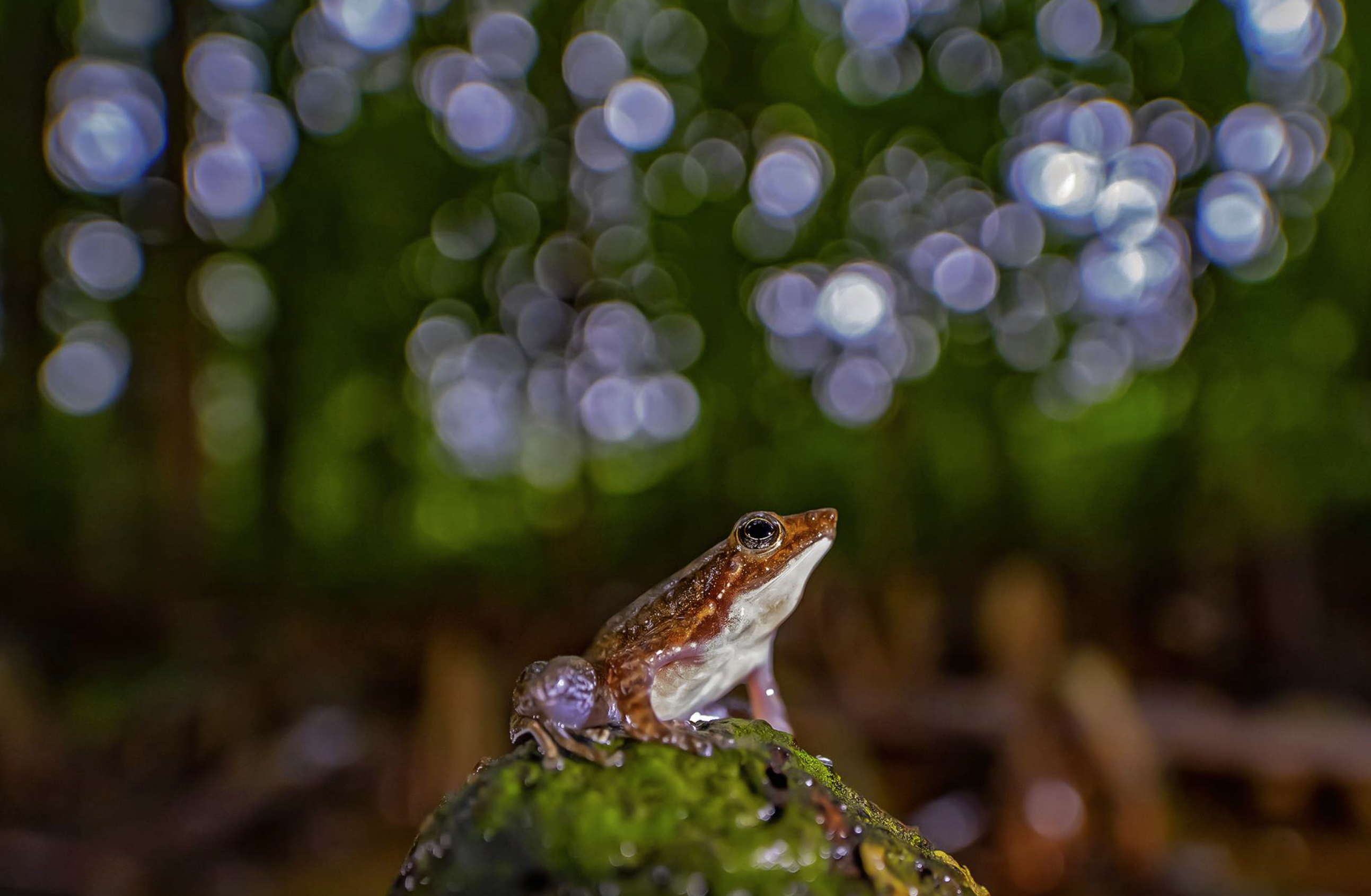 A small frog on a mossy rock, photographed at night