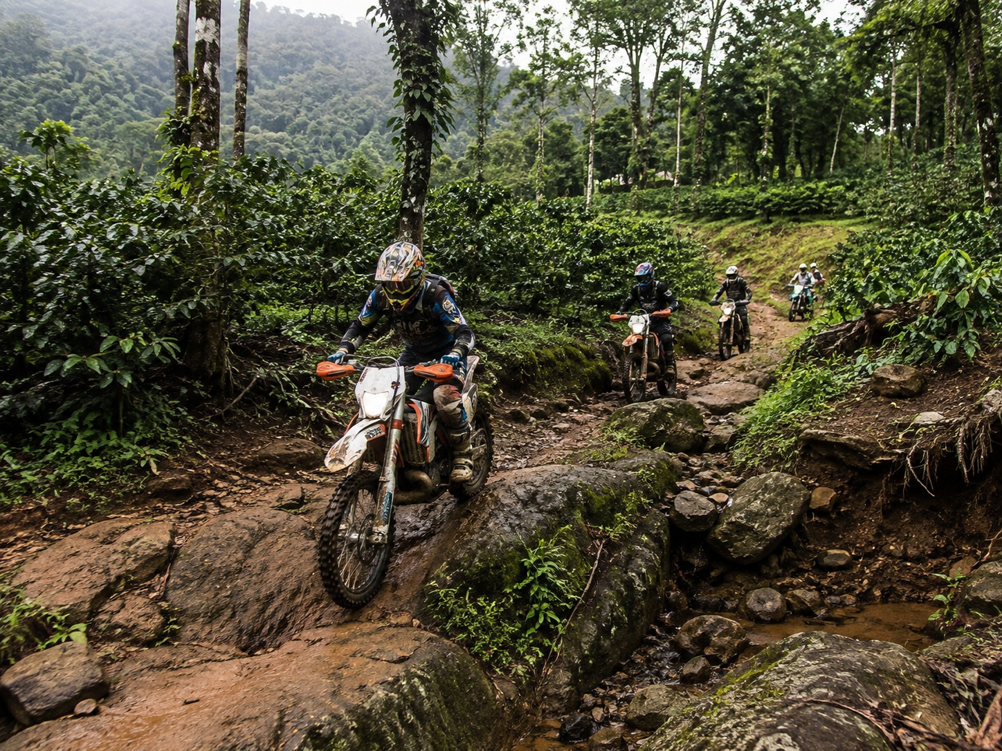A rider dropping an enduro bike down a wet rock step in a coffee estate with four riders following on the trail behind