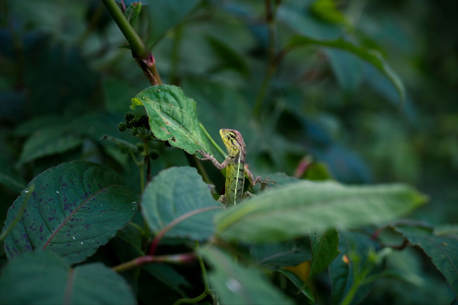 A green forest lizard among wet leaves