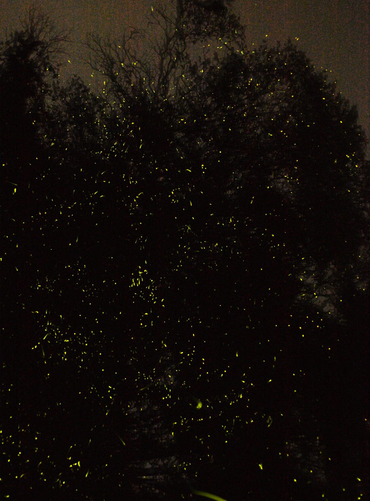 Hundreds of firefly trails glowing yellow-green through the crown of a dark tree at night