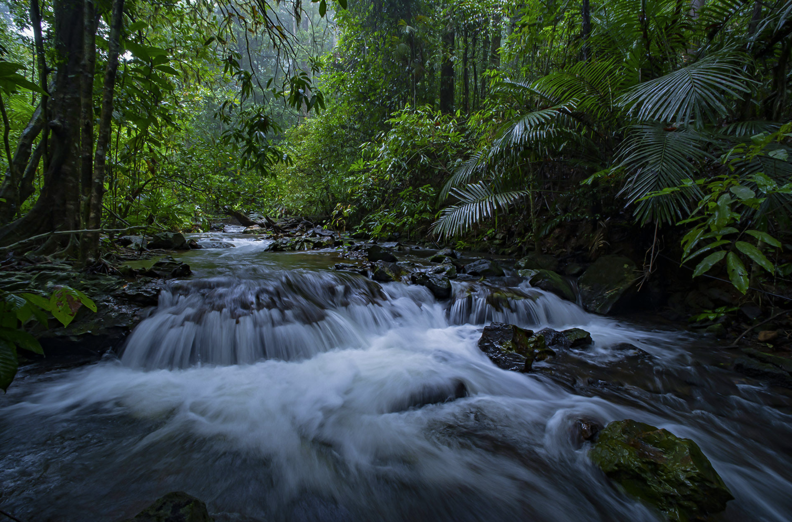 A stream cascading over dark rock through dense rainforest