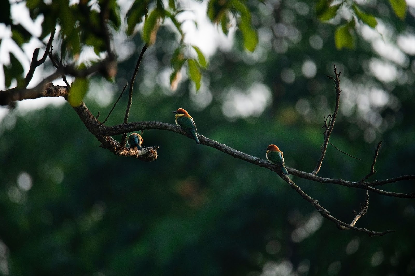 Three bee-eaters on a bare branch at dusk